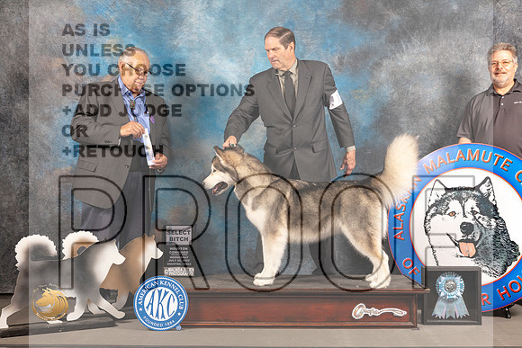 Alaskan Malamute #12 WED SB Judge John Wade_MJ_2531_Houston_2022_HR3