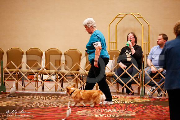 _JJ_7575-HstnCorgiFeb2015-HR3