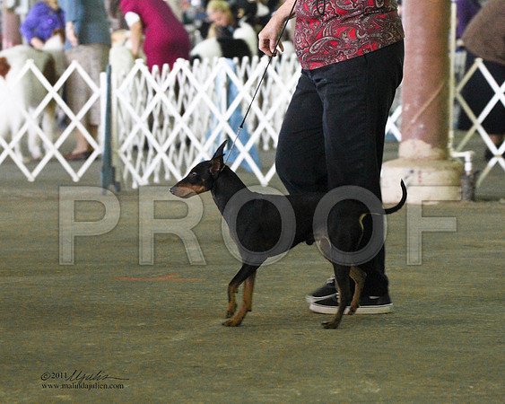 Manchester Terrier - 0010