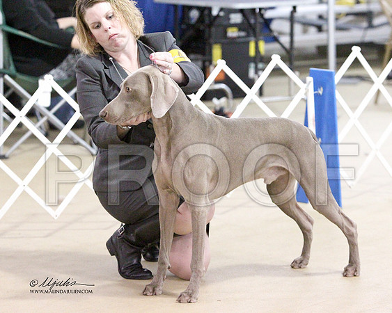 Weim-2679