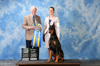 Doberman Pinscher #O5 Sat High Score 2nd Leg