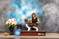 English Springer #6 Sat WBBOS Judge John Wade