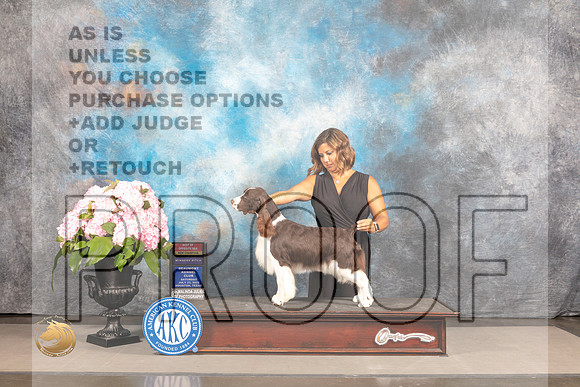 English Springer #6 Sat WBBOS Judge John Wade_MJ_7187_Houston_2022_HR3