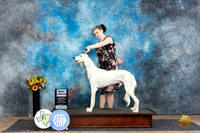 Saluki #600 Sat BJr Judge Judy Wade