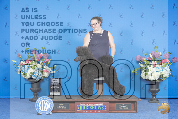 Poodle Standard #36 SUN WB BOW M Judge Douglas Johnson__JP_0794_Houston_2024_HR3