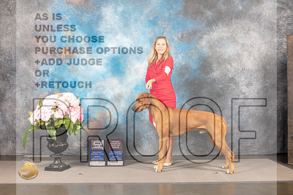 Rhodesian Ridgeback #9 SUN BOB OHBOB Major Judge Polly Smith_MJ_7538_Houston_2022_HR3