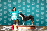 Greater Swiss Mountian Dog #242 Fri G4 TD Sat G2 No judge