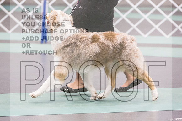 Australian Shepherd Rings Sat_JJL_9221_UKCLNGVIEWOCT2024_2024_HR3