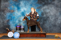 Doberman Pinscher #10 BOBOHBOBWB Judge Tim Robbins