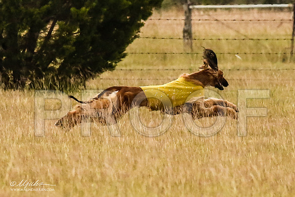 _MJ_5841-AfgBeltonOct2014-HR3