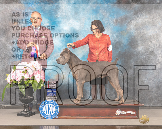 Cane Corso #7 SUN WD BOS Major Judge Ken Murray-_MJ_8232e_Hstn2022-HR3