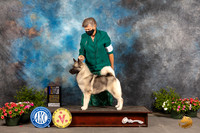 Norwegian Elkhound #12 Sat BOB Judge Allen Odom