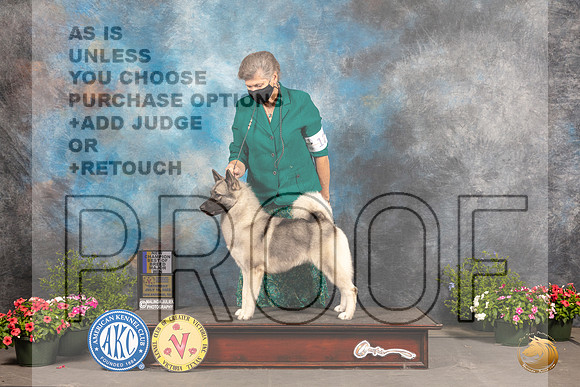 Norwegian Elkhound #12 Sat BOB Judge Allen Odom_MJ_0211_SA_2022_HR3