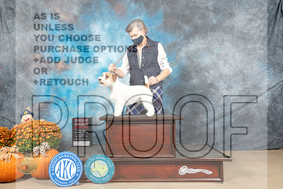 Russell Terrier #5 Sat G2 Judge Dan Dowling_MJ_5969_Belton_2022_HR3