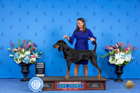 Black and Tan Coonhound #10 THUR SB Judge Debbie Freeman