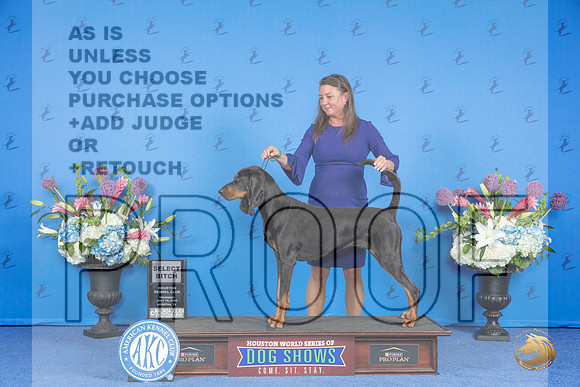 Black and Tan Coonhound #10 THUR SB Judge Debbie Freeman__JP_8633_Houston_2024_HR3