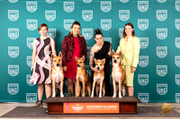 Carolina Dog Group Photo