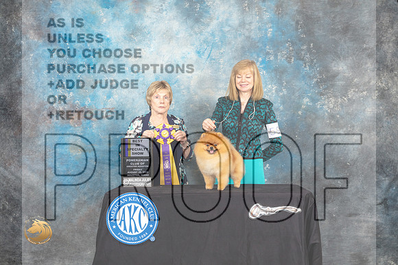 Pomeranian #59 Fri2 BISS Judge Sharon Masnick_MJ_9753_HstnTOY_2022_HR3