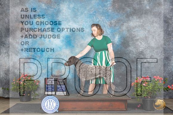 German Shorthaired Pointer #11 Sun BOSOHBOBM Judge Elizabeth ‘Beth’ Sweigart__JP_5804_San Antonio_2024_HR3