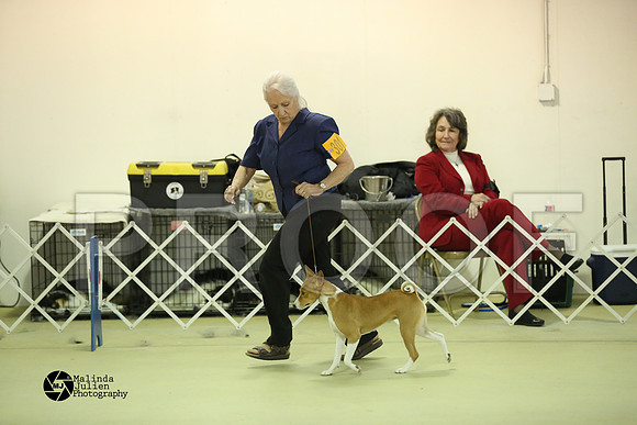 Basenji-0400-HtoJan14-HR