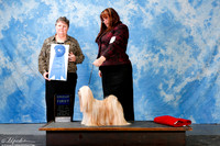 Lhasa Apso #8 Sun G1