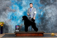 Poodle Std #12 Sat BOSWB Judge Edy Dykstra-Blum