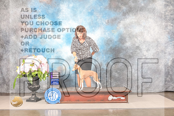 Italian Greyhound #39 SUN WD BOW Judge Barbara AldermanItalian Greyhound #39 SUN WD BOW Judge Barbara Alderman_MJ_8216_Houston_2022_HR3_Houston_2022_HR3