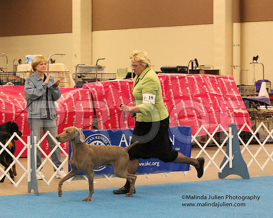 Weim-0953
