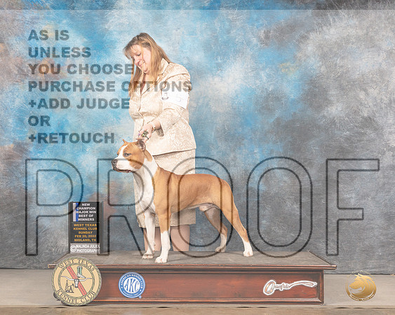 American Staffordshire Terrier #5 Sun BOW Judge Gary AndersenMMJ_5401_Mdlnd2022_HR3