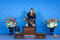 Miniature Schnauzer #? WED BOW M Judge Christine Erickson