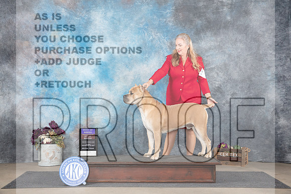 Cane Corso #7 Sun OHBOB Judge Eric Liebes__JP_7677_Belton_2024_HR3