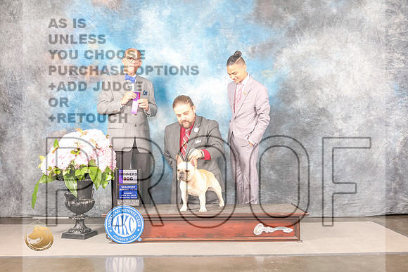 French Bulldog #21 Sun WD Judge Luis SosaFrench Bulldog #21 Sun WD Judge Luis Sosa_MJ_7714_Houston_2022_HR3_Houston_2022_HR3