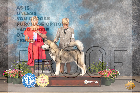 Alaskan Malamute #11 Thurs BOWOHBOB Judge Debra Thornton_MJ_0031_SA_2022_HR3