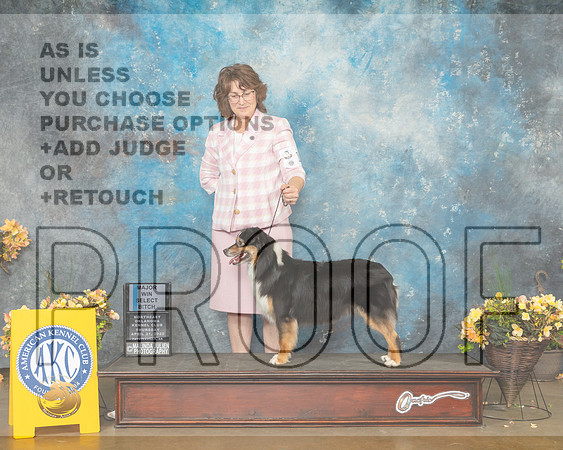 Miniature American Shepherd #14 Thur SB Judge Cathy Daugherty-MMJ_9044-NWARK2022-HR3
