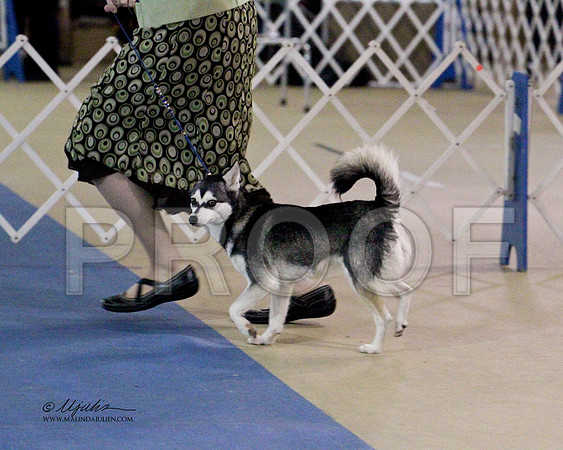 Klee Kai-0891