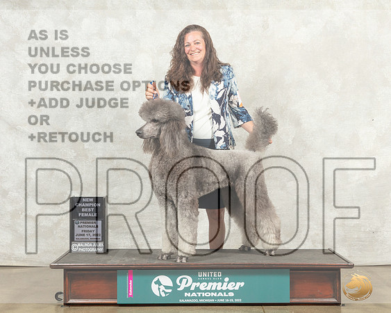 Poodle Std #464 Fri BFCh Judge Pamela Perdue__MJ_7848_Premier_2022_HR3