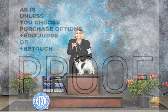 Papillon #6 Sun BOW Judge Polly Smith__JP_6038_San Antonio_2024_HR3