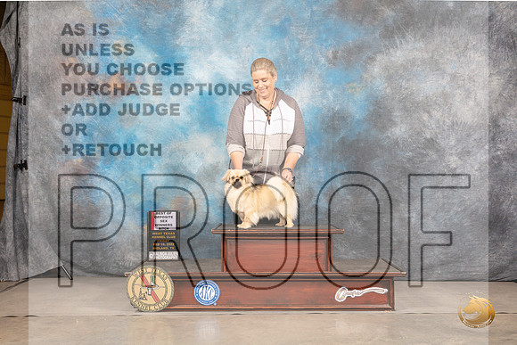 Tibetan Spaniel #12 Fri BOSWB Judge Peggy LloydMMJ_3182_Mdlnd2022_HR3
