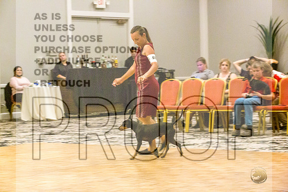 Manchester Terrier MTOY Candids-JJL_2155-Hstn2022_HR3