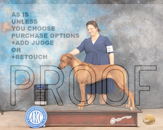 Rhodesian Ridgeback #8 Sun BOW Judge Thomas Stanfield Jr-MMJ_4703-Abilene2022-HR3