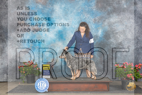 Australian Cattle Dog #9 Sat G3 Judge Polly (Mrs Robert) D Smith__JP_5577_San Antonio_2024_HR3