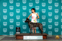 Dutch Shepherd #743 Fri BOB Judge Stan Matsumoto r