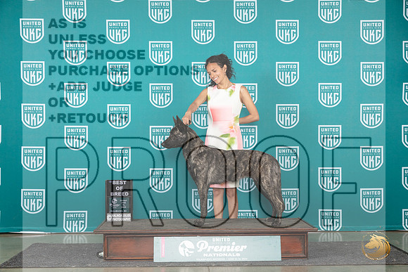 Dutch Shepherd #743 Fri BOB Judge Stan Matsumoto r__JP_2512_Premier_2024_HR3