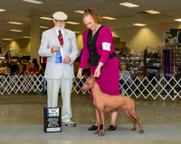 Xoloitzcuintli #7 Sat BOW Maj Caliente Criadero Judge Dr Dale D Simmons