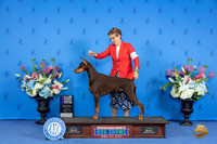 Doberman #44 SUN WB Judge Annella Cooper