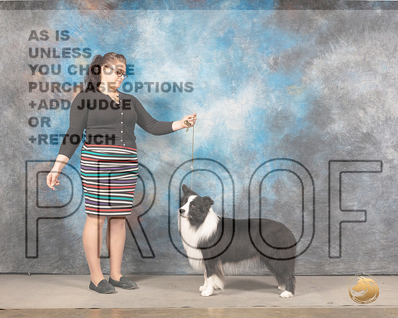 Border Collie Sun Jodie KeenerMMJ_4844_Mdlnd2022_HR3