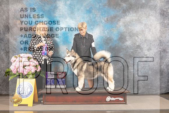 Alaskan Malamute #6 THUR WB Judge Karen McFarlane_MJ_4305_Houston_2022_HR3