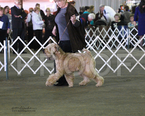 Soft Coated Wheaten Terrier - 0013