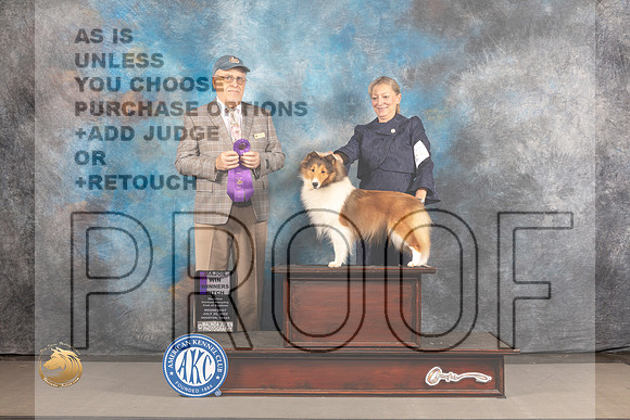 Shetland Sheepdog #48 WED WB Major Judge Robert Olsen_MJ_2646_Houston_2022_HR3