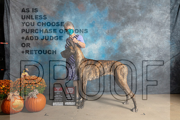 Great Dane #12 ROSOHBOB Judge Del Richard_MJ_5697_Belton_2022_HR3